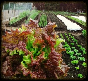 red-lettuce