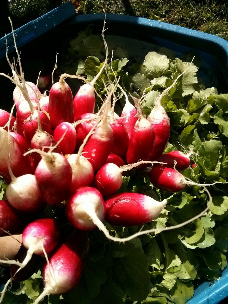 IMG_20150928_110407~2