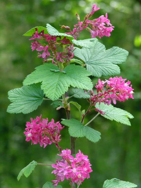 Red Flowering Currant - Fresh Roots