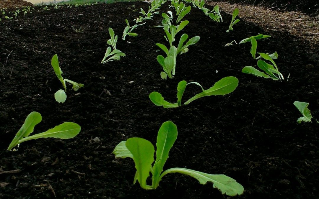 Farmer’s Log – May 5, 2014