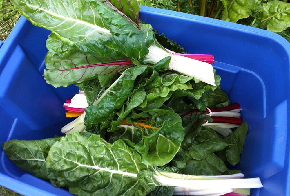 News from the Fields