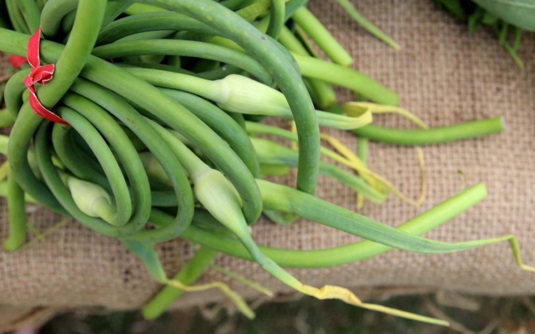 Farmer’s Log – June 11, 2014