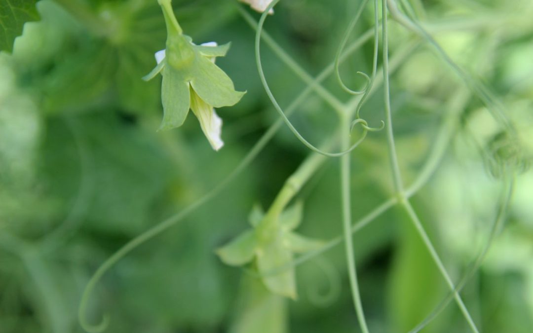 Farmer’s Log – June 10