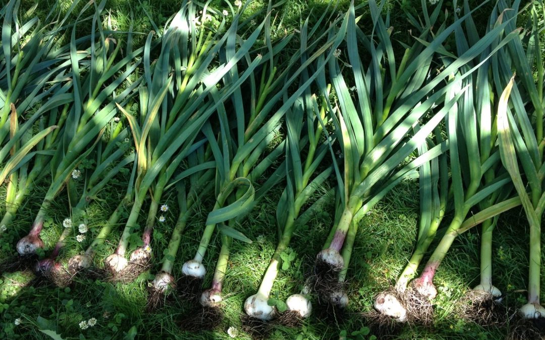 Farmer’s Log – July 2, 2014