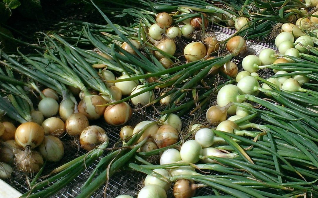 Farmer’s Log – August 12, 2014