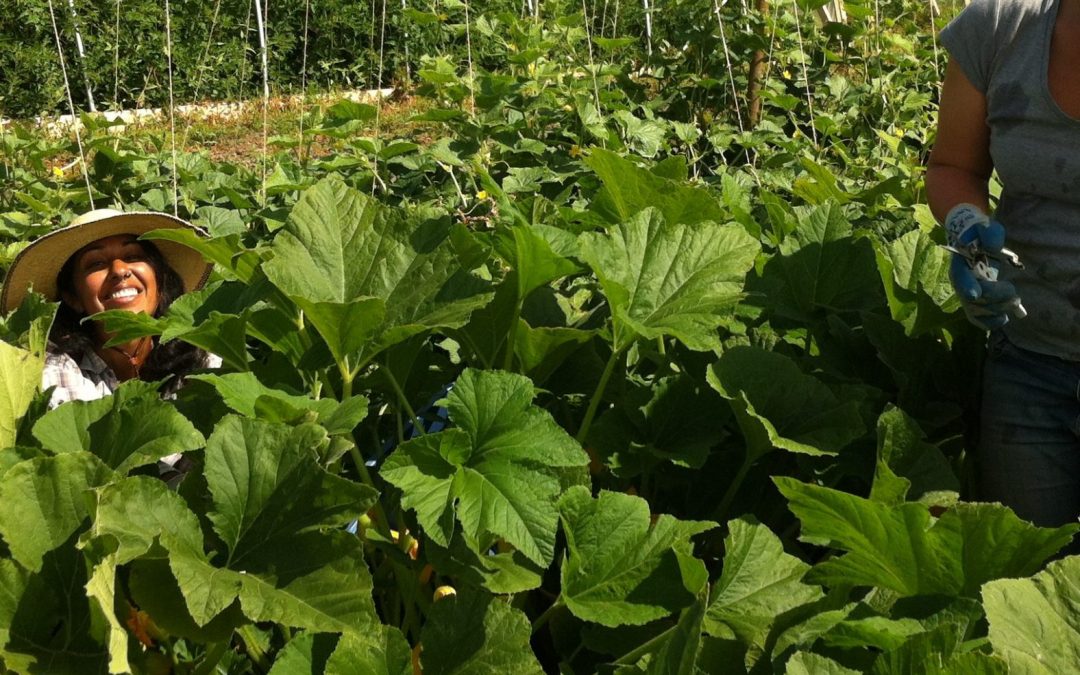 Farmer’s Log – August 5, 2014