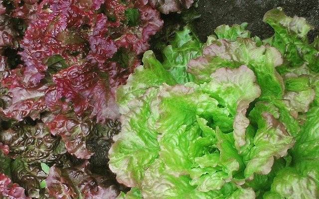 Honey Mustard Salad Dressing