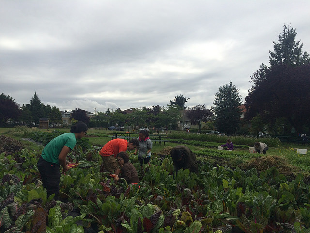 A somewhat gloomy day but that doesn't mean harvesting wasn't fun!