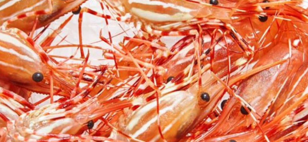 Spot prawns! Get your spot prawns! Ways to cook them and 10 places to find them in Greater Vancouver
