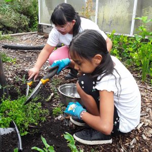 Two girls are crouched down by some soil. They are using small shovels and gardening gloves to dig in the soil for worms. Behind them is the glass from our greenhouse.