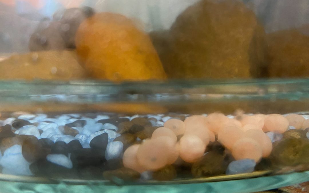 Salmon at Suwa’lkh – 2023 Update!