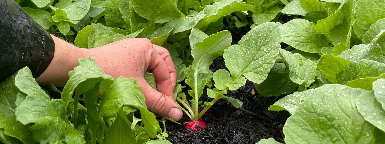 Roberts Fresh Roots About Our Farms - FreshRoots