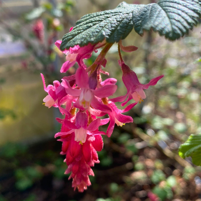 red flowering currant